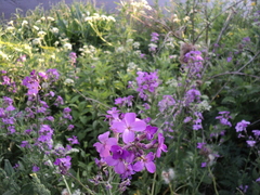 Hesperis pycnotricha