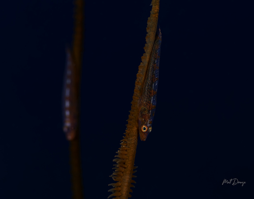 Bryaninops yongei observed 2026-08-08