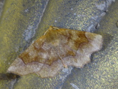 Metarranthis refractaria