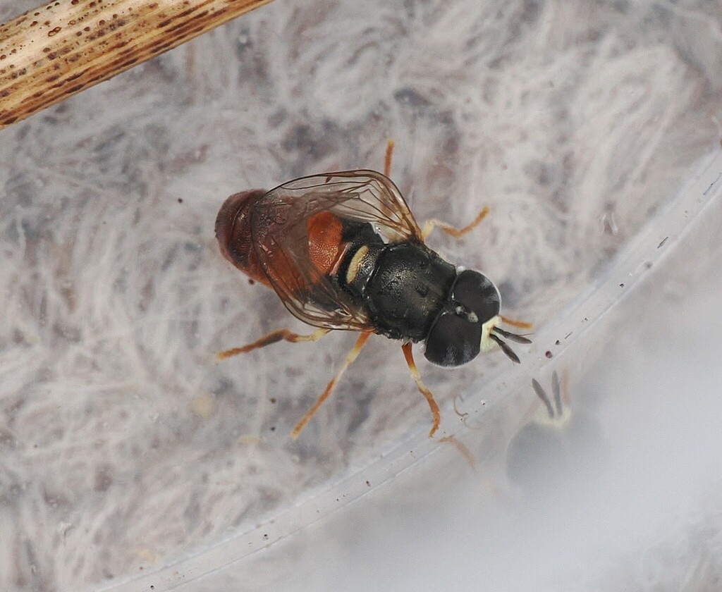 Paragus testaceus