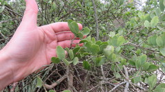 Maytenus vitis-idaea