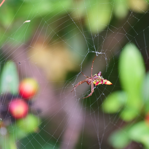 Micrathena sexspinosa