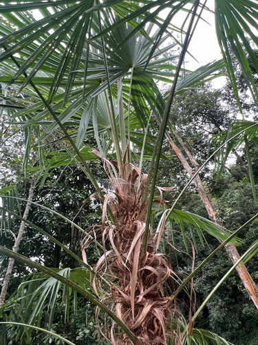 Chusan Palm