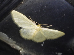 Idaea productata