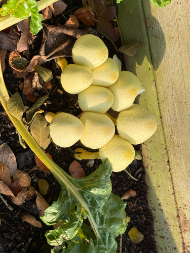 Agaricus observed 2026-08-19