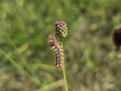 Knot Grass Moth