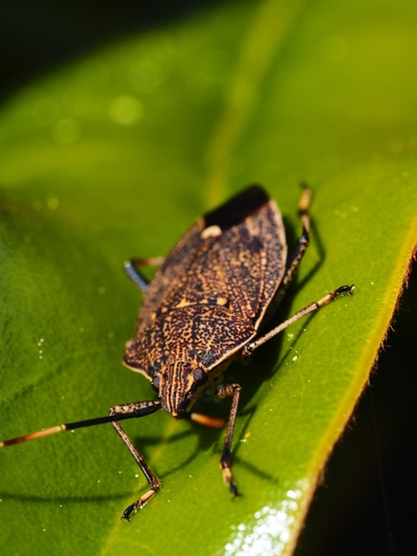 Brown Shield Bug
