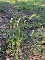 Hordeum pusillum
