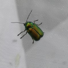 Cryptocephalus sericeus