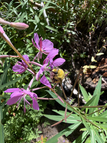 iNaturalist observation photo of Bumble Bees