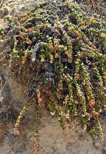 Eriogonum parvifolium, photograph 6