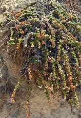 Eriogonum parvifolium, photograph (c) Henrik Kibak, some rights reserved (CC BY)