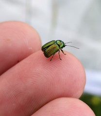 Cryptocephalus sericeus