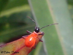 Dysdercus