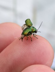 Cryptocephalus sericeus