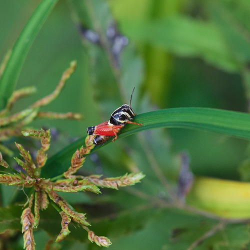 Aztec Spur-throated Grasshopper
