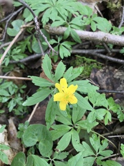 Anemonoides ranunculoides