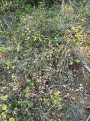 Rupertia physodes, photograph author not stated, no rights reserved