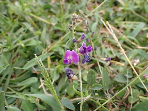 Glycine tabacina observed 2026-08-18