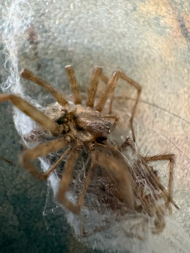 Barn Funnel Weaver