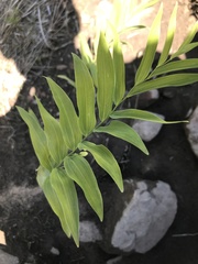 Polygonatum biflorum biflorum