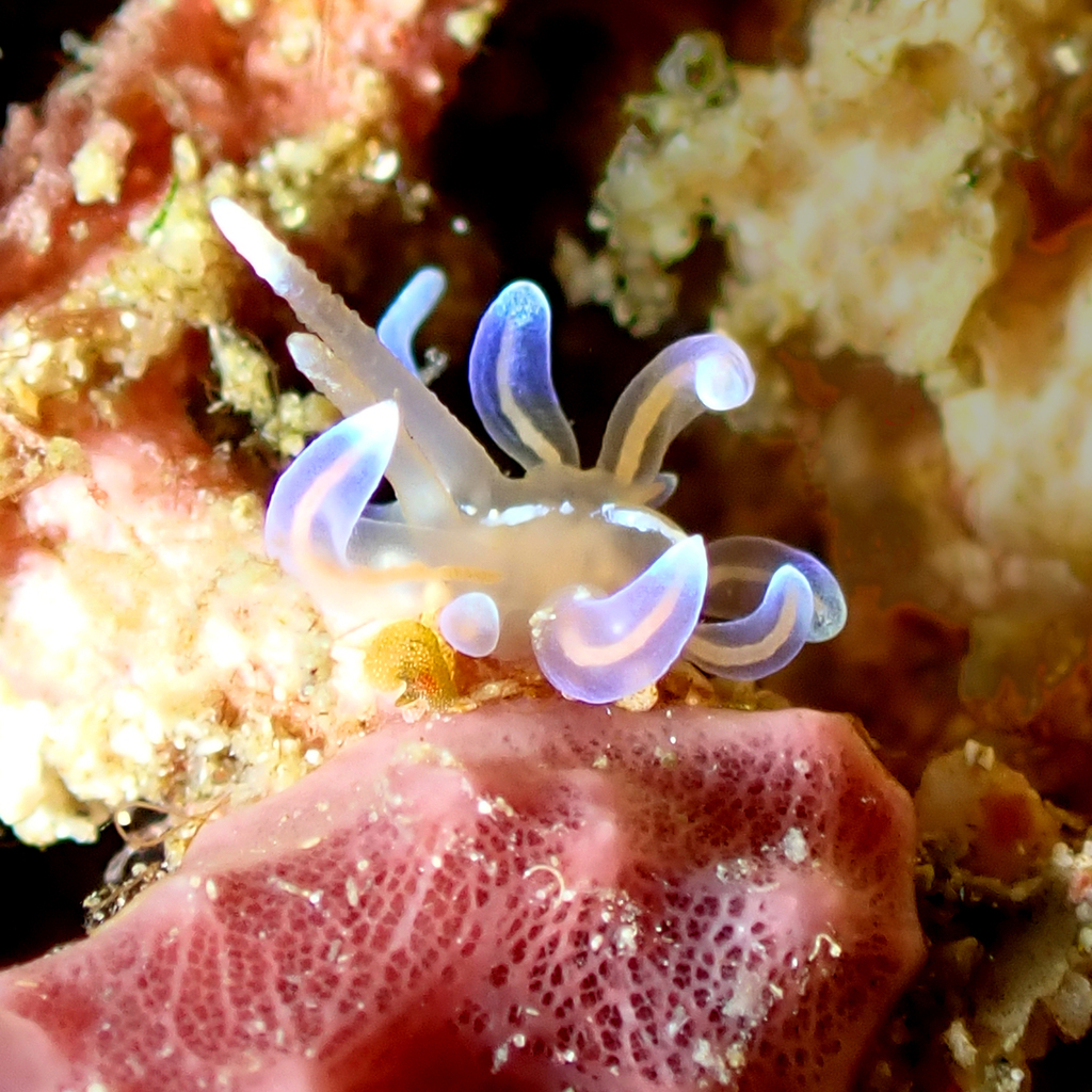 Phyllodesmium opalescens