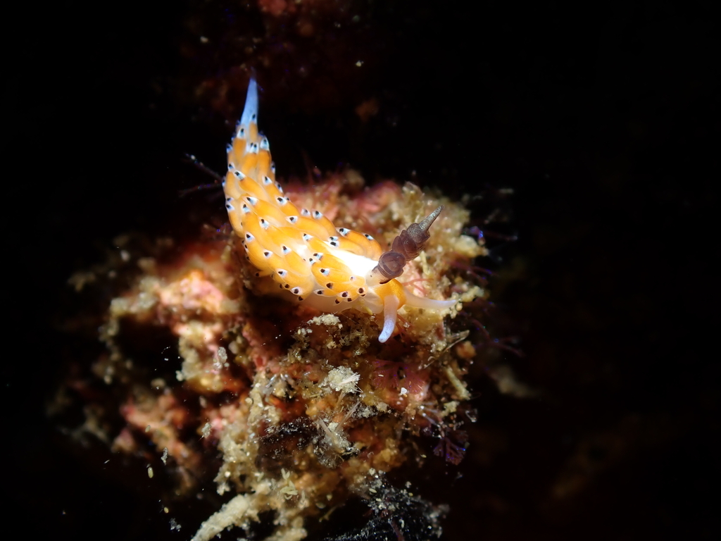 Black-horned Egg-eater