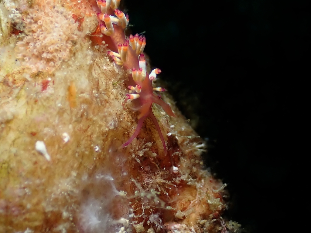 Coryphellina delicata