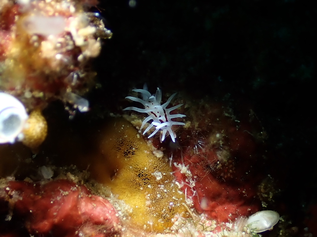Bermudella brunneomaculata
