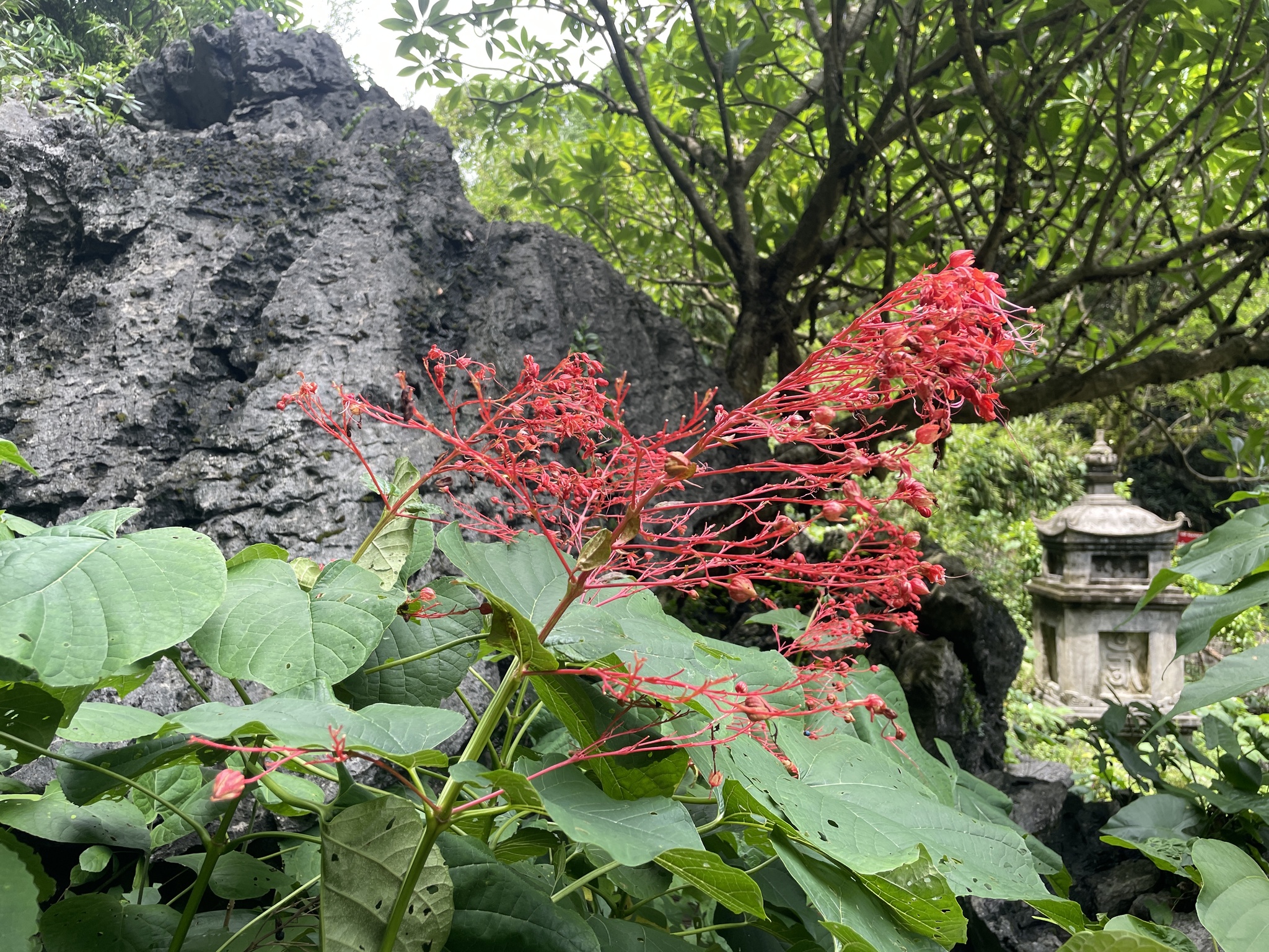 Clerodendrum paniculatum (Clerodendrum paniculatum)