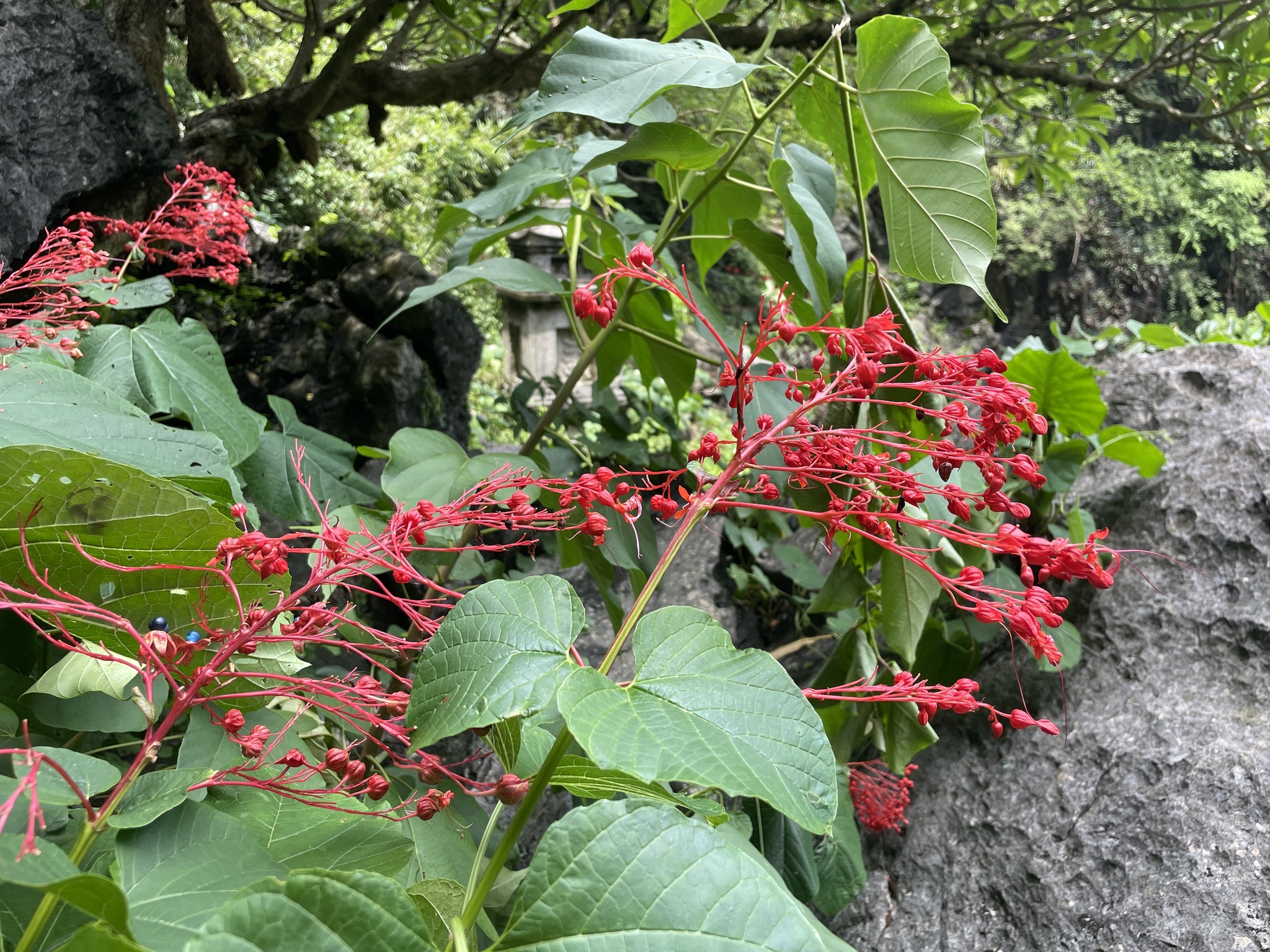 Clerodendrum paniculatum — ảnh 2