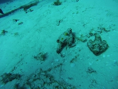 Ogcocephalidae
