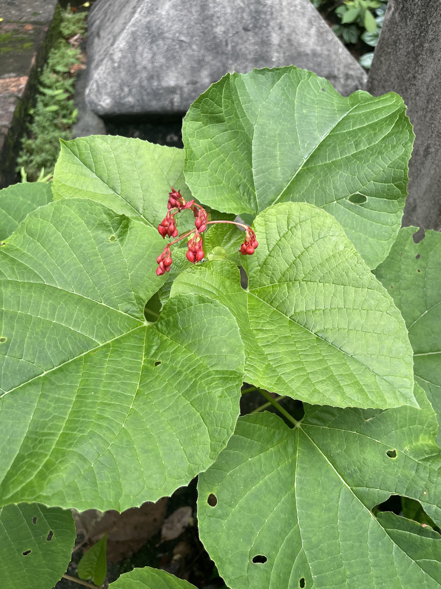 Clerodendrum paniculatum — ảnh 3