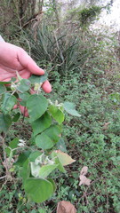 Croton lachnostachyus