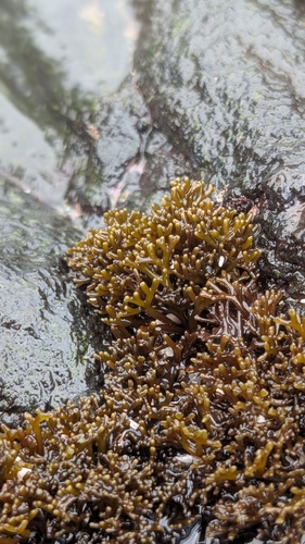 Ahnfeltiopsis observed 2026-08-19