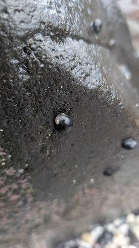 Nerita picea observed 2026-08-19