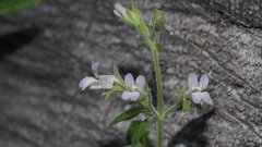 Collinsia childii