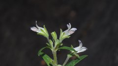 Collinsia childii
