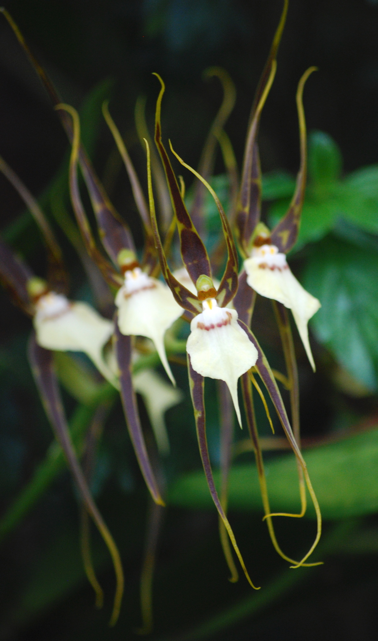Brassia keiliana Rchb.f. 3