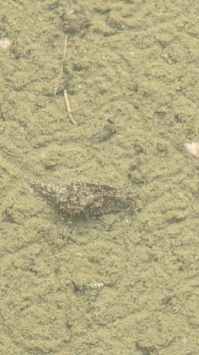 Stylocheilus striatus, 2026-08-19