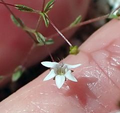 Nemacladus parikhiae