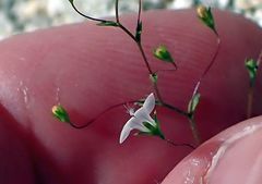 Nemacladus parikhiae