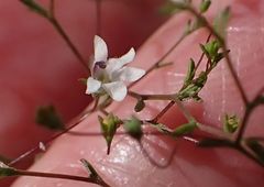 Nemacladus parikhiae