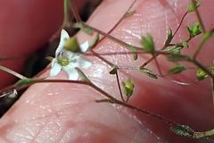 Nemacladus parikhiae