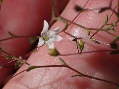 Nemacladus parikhiae