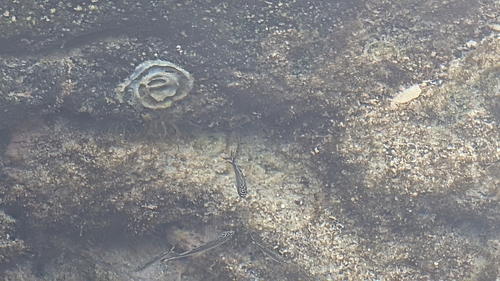Kuhlia sandvicensis observed 2026-08-19