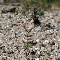 Nemacladus parikhiae