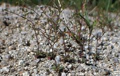 Nemacladus parikhiae