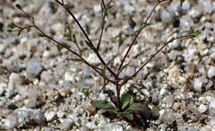 Nemacladus parikhiae