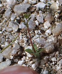 Nemacladus parikhiae